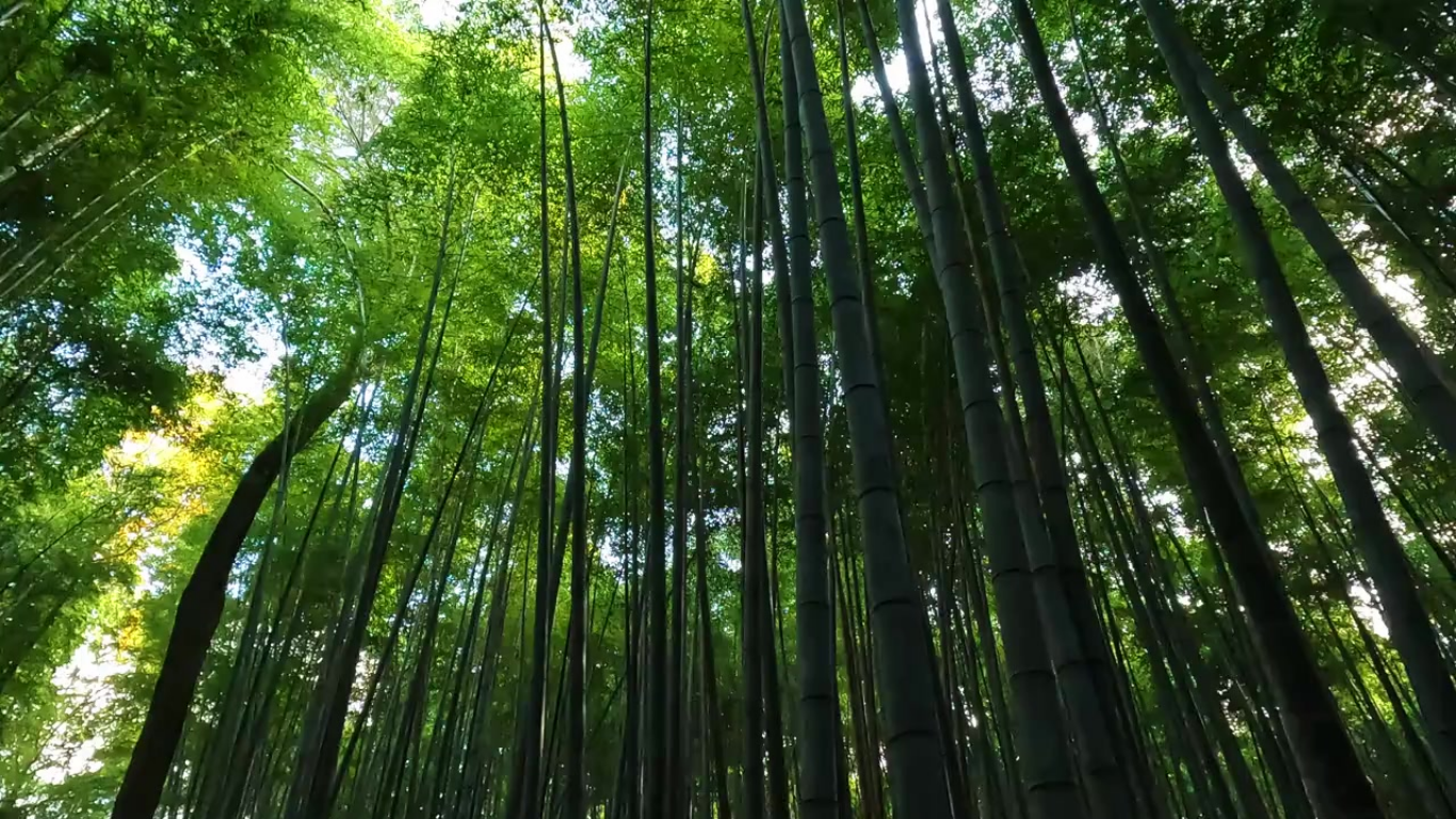 Bamboo forest in Kyoto